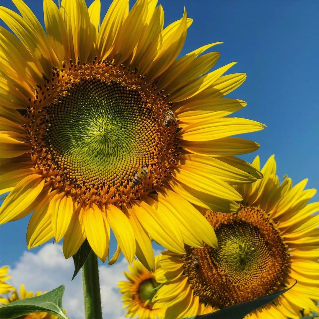 若尾綾香さんのインスタグラム写真 - (若尾綾香Instagram)「☆ ミツバチぶんぶん🐝.. . #sunflower #明野ひまわり畑 #山梨#向日葵#ひまわり#ミツバチ」8月17日 22時20分 - ayaka_wakao