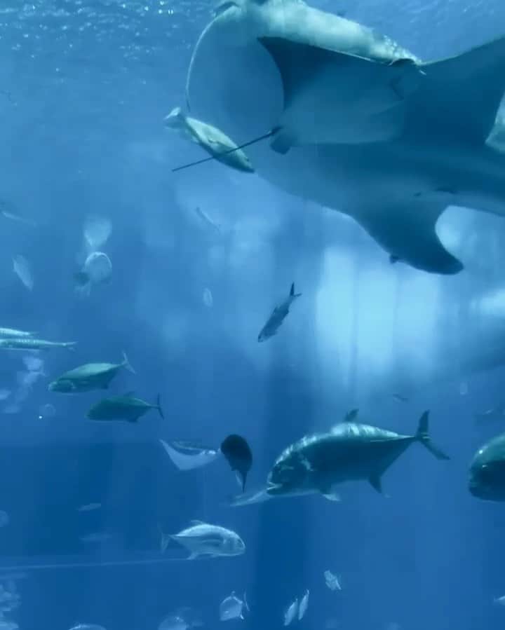 のインスタグラム：「#沖縄 #美ら海水族館 #水族館 #しみさや旅」