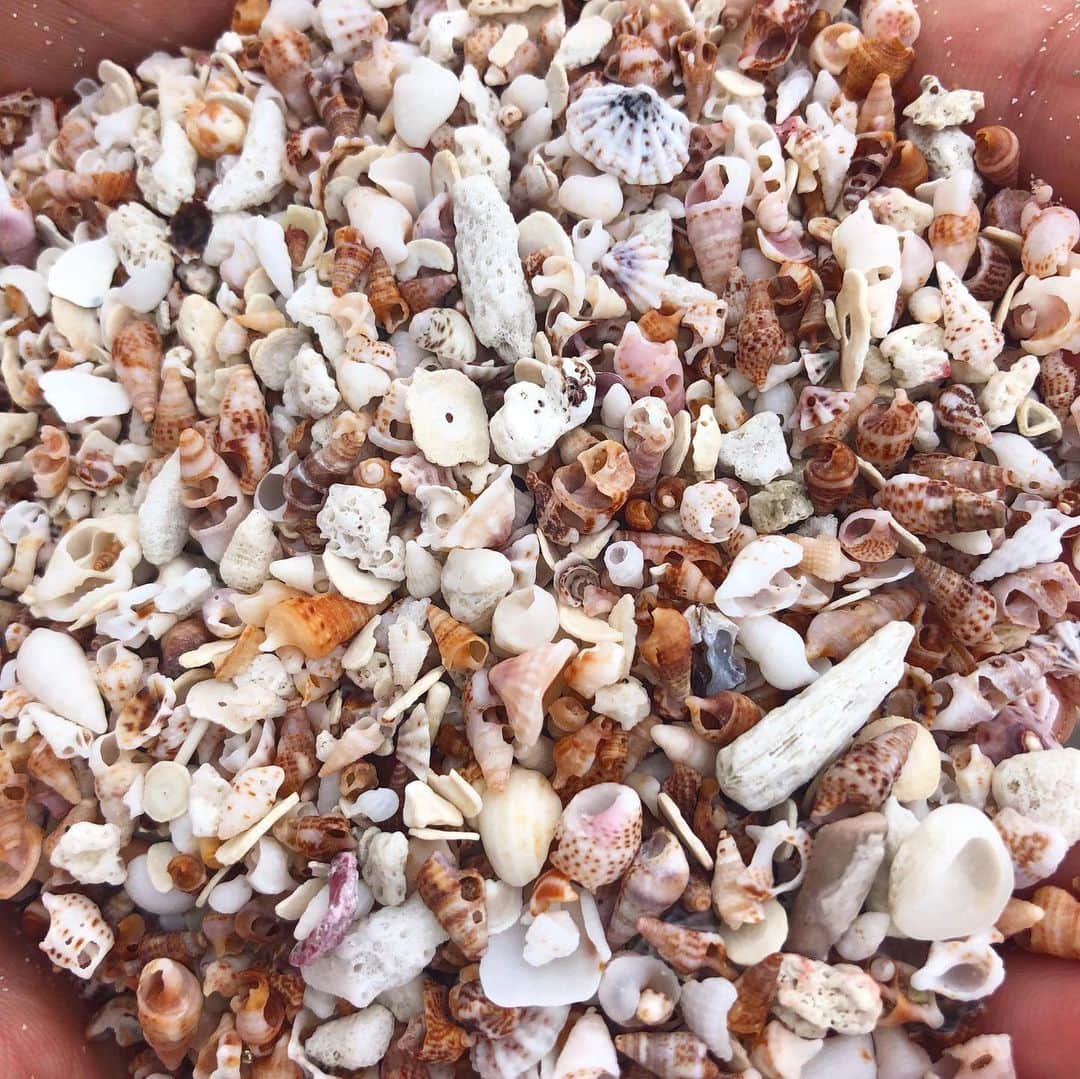純名里沙さんのインスタグラム写真 - (純名里沙Instagram)「夏の思い出。。🐚 貝殻海岸に連れて行ってもらいました✨思い出すだけで癒やされます。。🍀また行きたいな。 ・ #小さな貝殻 #貝殻の赤ちゃん #貝殻海岸 #夏の思い出 #可愛い #秘密の海岸」8月17日 22時39分 - risajunna3158