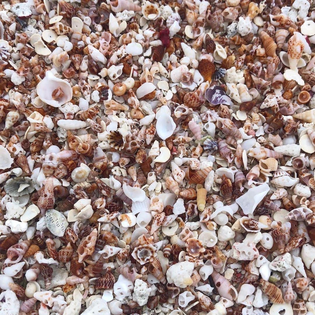 純名里沙さんのインスタグラム写真 - (純名里沙Instagram)「夏の思い出。。🐚 貝殻海岸に連れて行ってもらいました✨思い出すだけで癒やされます。。🍀また行きたいな。 ・ #小さな貝殻 #貝殻の赤ちゃん #貝殻海岸 #夏の思い出 #可愛い #秘密の海岸」8月17日 22時39分 - risajunna3158