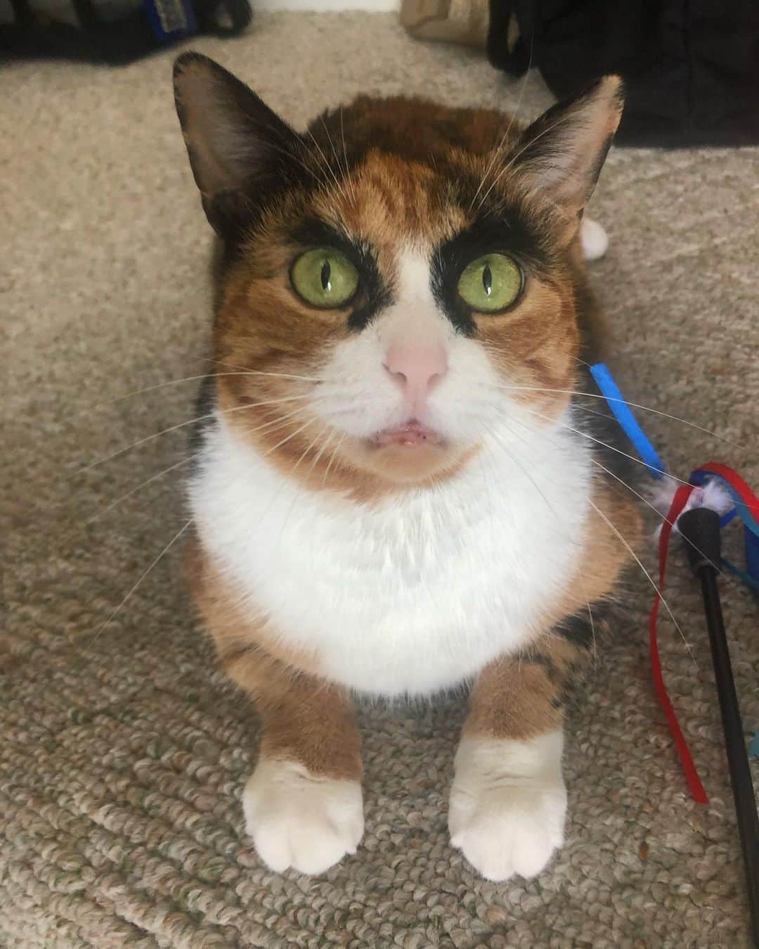 リリーのインスタグラム：「Caturday= play all day 😸」
