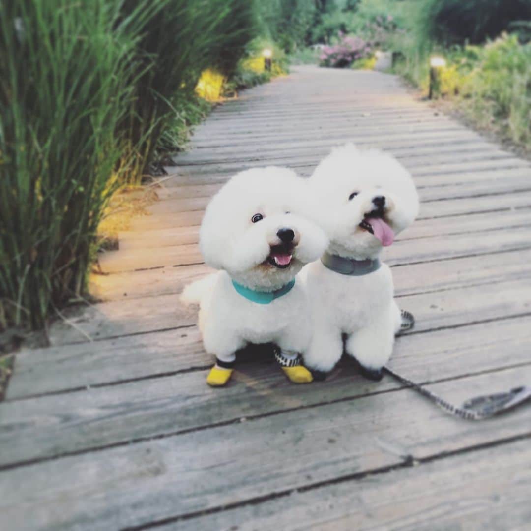dorlisのインスタグラム：「可愛いワンちゃんがお散歩してた  #dorlis #ビションフリーゼ #レオとみるく #もふもふ #かわいい #dog #散歩 #お盆休み」