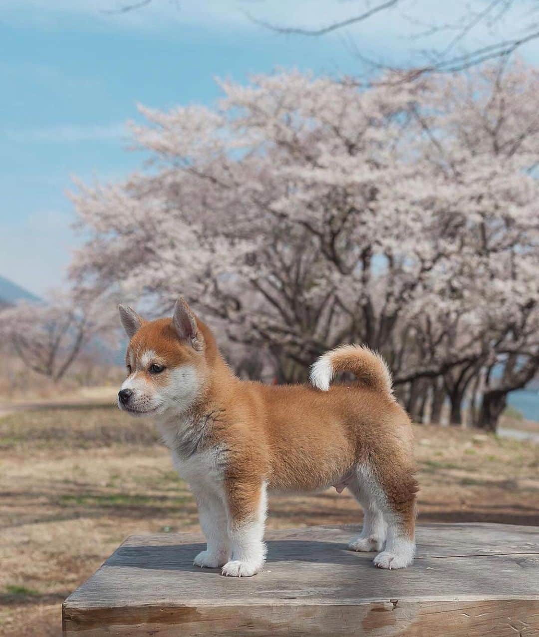 Canon Photographyさんのインスタグラム写真 - (Canon PhotographyInstagram)「Some Saturday cuteness to make your day! 🐶  Photography | @hello_shiba  #dog #cute #japan #cherryblossom #pet #petsofinstagram」8月17日 23時26分 - cpcollectives