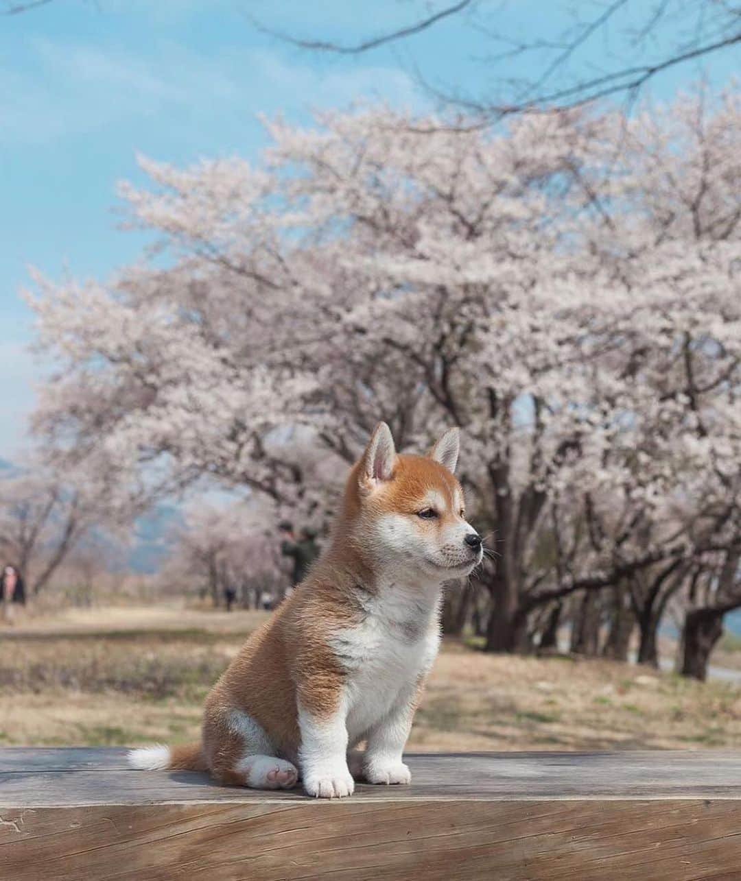 Canon Photographyさんのインスタグラム写真 - (Canon PhotographyInstagram)「Some Saturday cuteness to make your day! 🐶  Photography | @hello_shiba  #dog #cute #japan #cherryblossom #pet #petsofinstagram」8月17日 23時26分 - cpcollectives