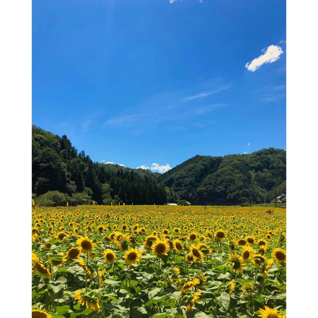 森千波さんのインスタグラム写真 - (森千波Instagram)「8/5🌻 #1000hana  #sunflower#paradise #ひまわり#ひまわり畑」8月17日 23時45分 - 1000wave