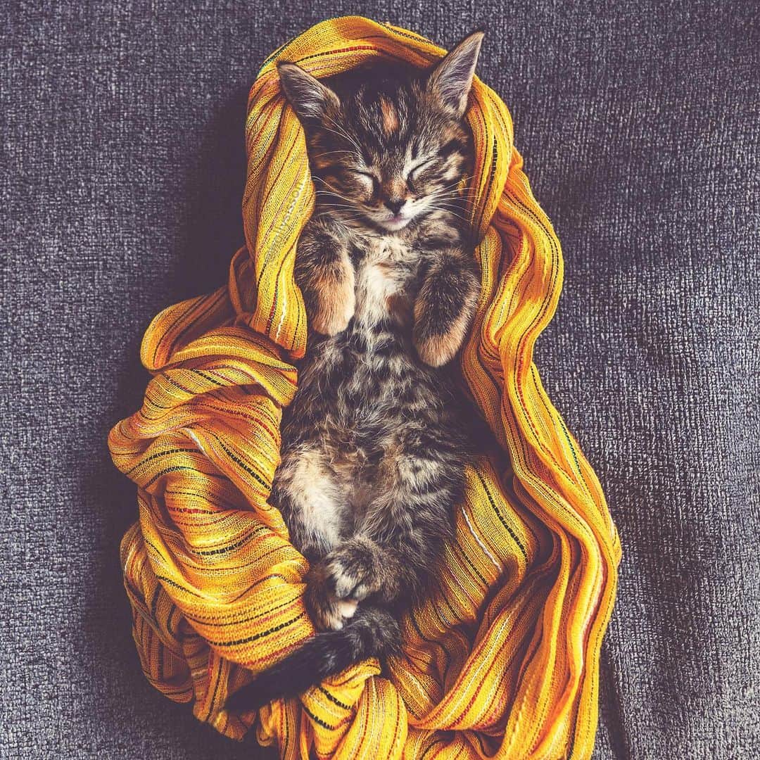 Holly Sissonのインスタグラム：「It’s time to chill out & take a social media break! See you in September! #toronto #kitten #tabbykitty #mainecoon (See more of Emma on @pitterpatterfurryfeet) ~ Canon 1D X MkII + 16–35 f2.8L @ 16mm f3.5  See my bio for full camera equipment information plus info on how I process my images. 😊 ~ @bestmeow #bestmeow」