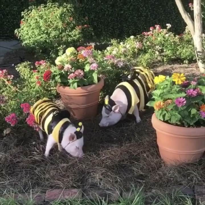 のインスタグラム：「Grandma’s flowers bring all the bees to the yard (and a few Honey Nut Cheerios doesn’t hurt). Happy #NationalHoneyBeeDay from the QUEEN bee herself and her little mini bee!🍯🐝🐷#PrissyandPosey #PrissyandPop」