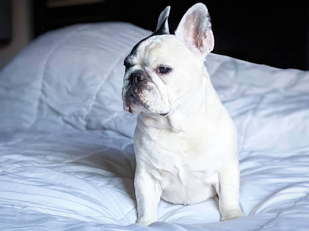 Manny The Frenchieのインスタグラム：「Where's my breakfast?! 😒 #halfasleep #alwayshungry」