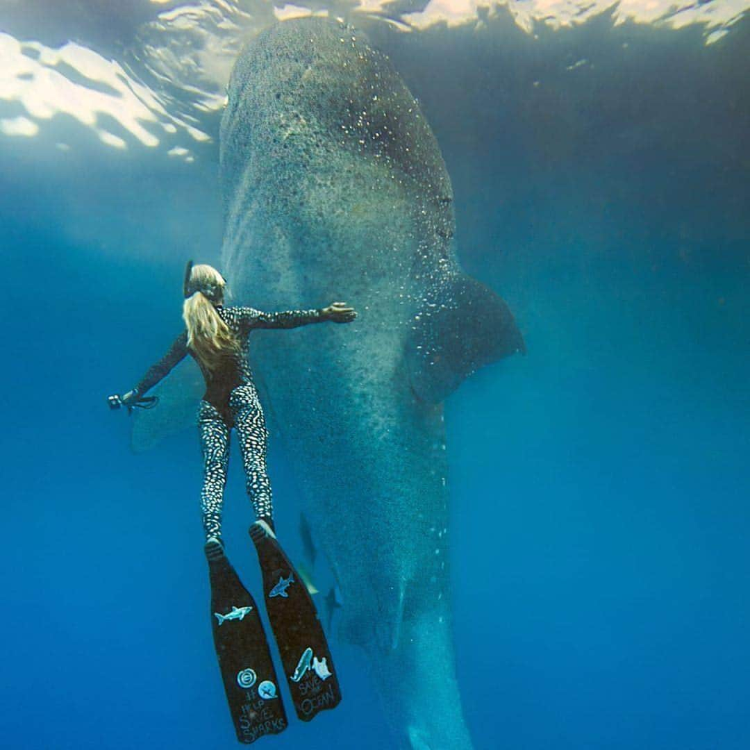 シャロン・ローレンスさんのインスタグラム写真 - (シャロン・ローレンスInstagram)「#SaturdayFeeling @oceanramsey mimicking this vertical surface accent from a massive whale shark. Photo by @juansharks」8月18日 0時22分 - sharonelawrence