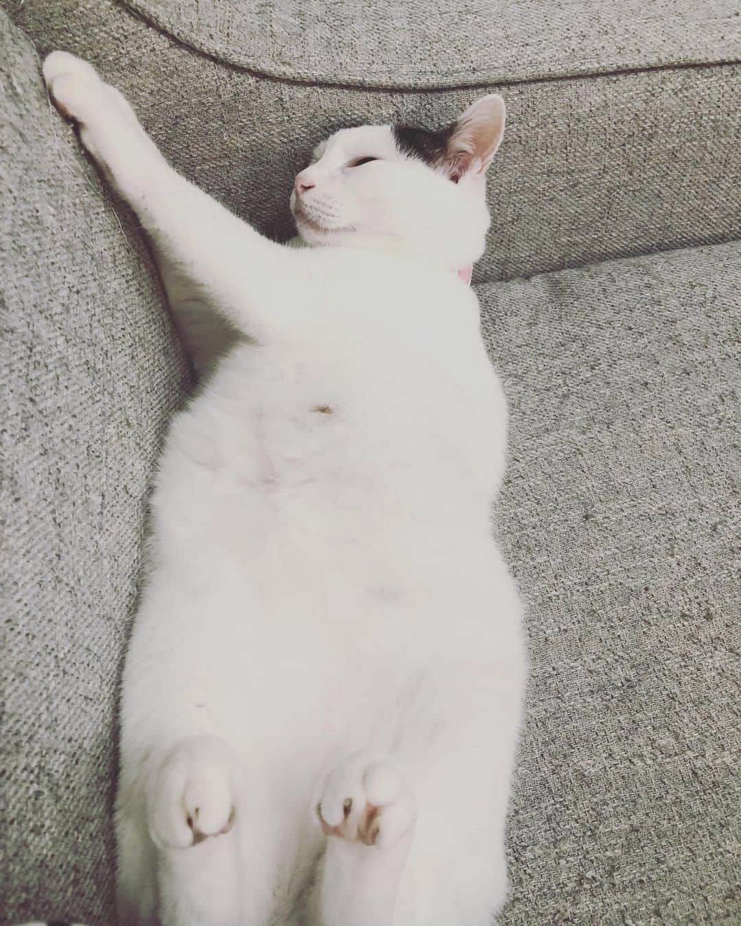 Siznaのインスタグラム：「#dura #cat #づら #猫 #sizna #雑種 #元地域猫 #ヅラ #ヅラ猫 #ヅラ猫部 #にゃんスタグラム #猫変態を増やそうの会 #寝た」