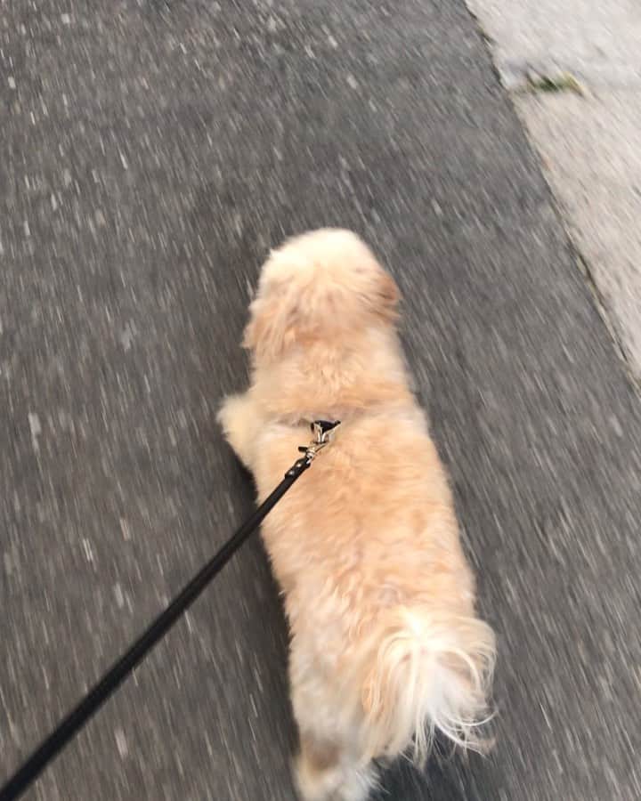 仁村紗和のインスタグラム：「うちの犬がただ歩いてるだけの動画」