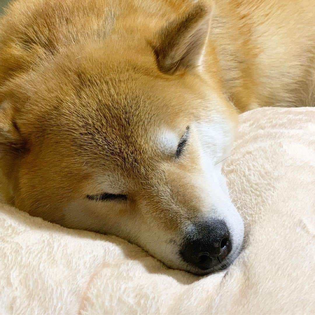 まる（まるたろう）さんのインスタグラム写真 - (まる（まるたろう）Instagram)「Good night!!✨🐶💤✨ふわふわマクラでおやまるなさーい #ふわふわ好き #ふわふわの上だと安心しちゃうんだよね #パパもすぐに寝ちゃう #なんでだろ🤔」8月18日 0時34分 - marutaro