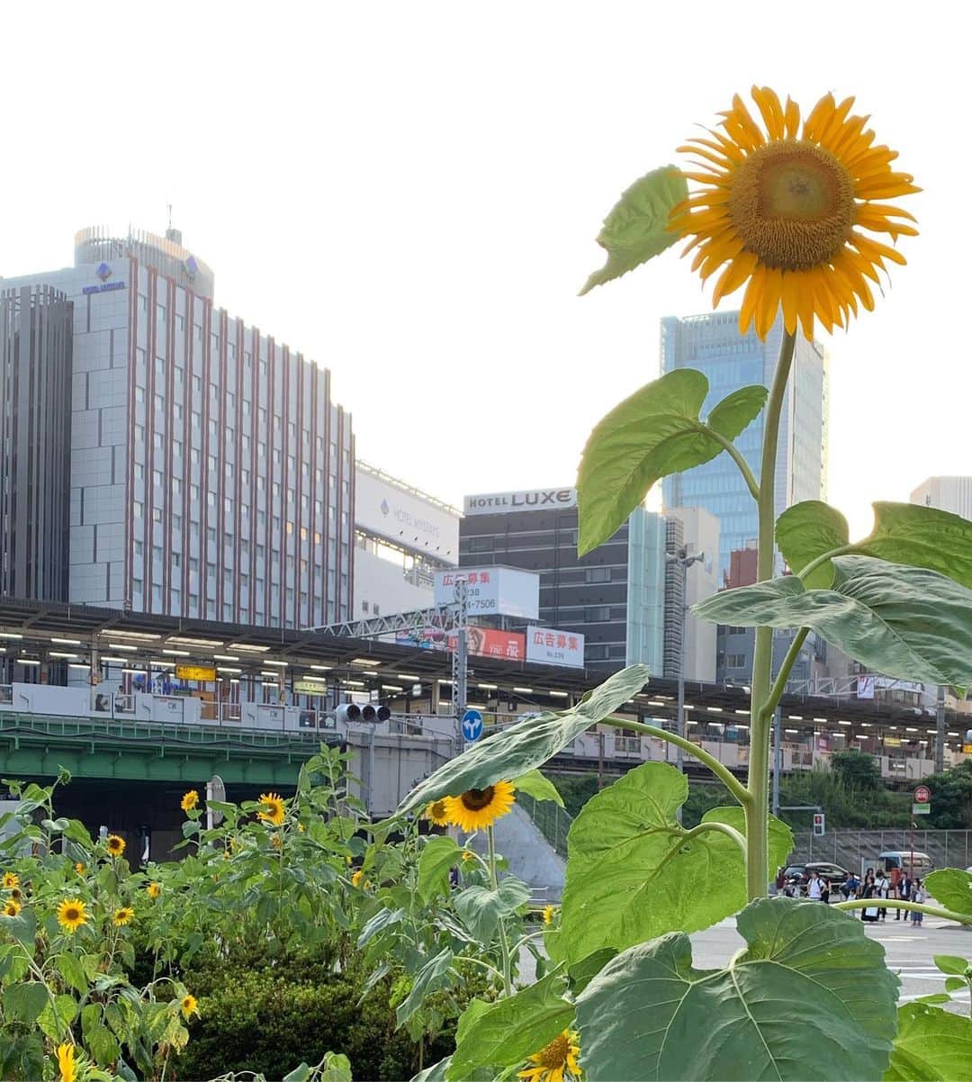 樫原伸彦さんのインスタグラム写真 - (樫原伸彦Instagram)「. . . 頑張れ！ 五反田ひまわり。  #gotanda #五反田 #向日葵 #ひまわり #flower #tokyo #japan #sunflower」8月18日 0時50分 - nobustagrammy