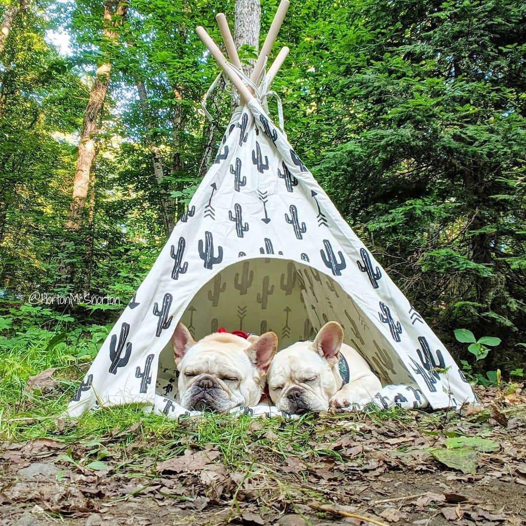 DogsOf Instagramさんのインスタグラム写真 - (DogsOf InstagramInstagram)「STORY TAKEOVER! “Camping can be in-tents 🏕” writes @hortonmcsnorton // Tap our Stories and see Horton and Hazel’s camping adventures! #dogsofinstagram」8月18日 1時07分 - dogsofinstagram