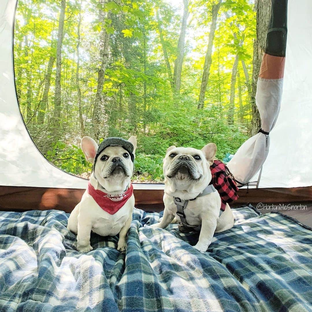 DogsOf Instagramのインスタグラム：「STORY TAKEOVER! “Camping can be in-tents 🏕” writes @hortonmcsnorton // Tap our Stories and see Horton and Hazel’s camping adventures! #dogsofinstagram」
