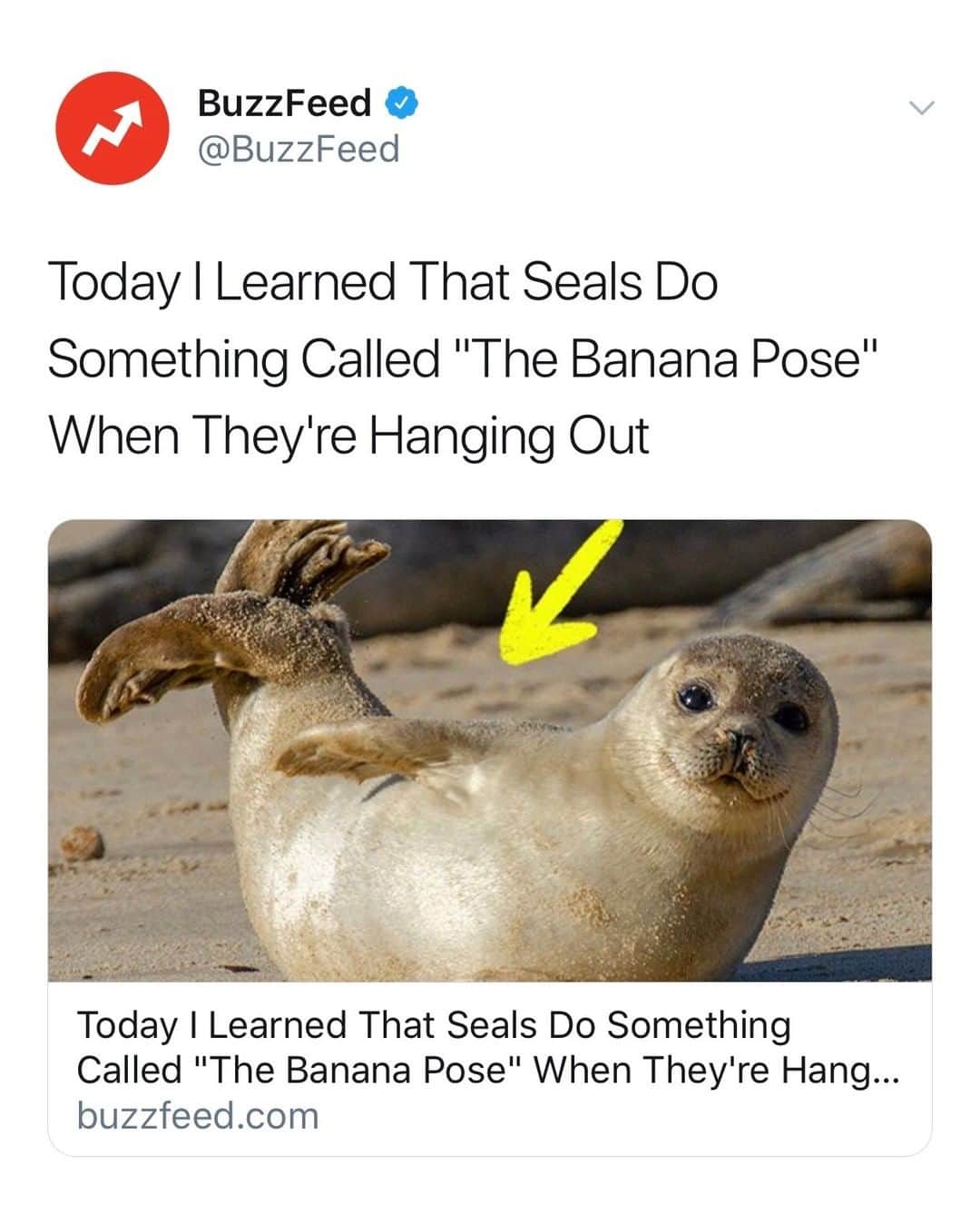 BuzzFeedさんのインスタグラム写真 - (BuzzFeedInstagram)「BANANA SEAL 🍌 Link in bio ❤️」8月18日 1時01分 - buzzfeed