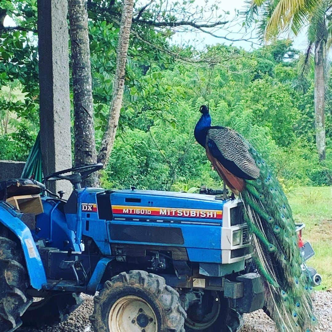 ジョーダン・ノルベルトさんのインスタグラム写真 - (ジョーダン・ノルベルトInstagram)「Azul @haciendavistalinda #haciendavistalinda 😍」8月18日 1時29分 - jordannorberto