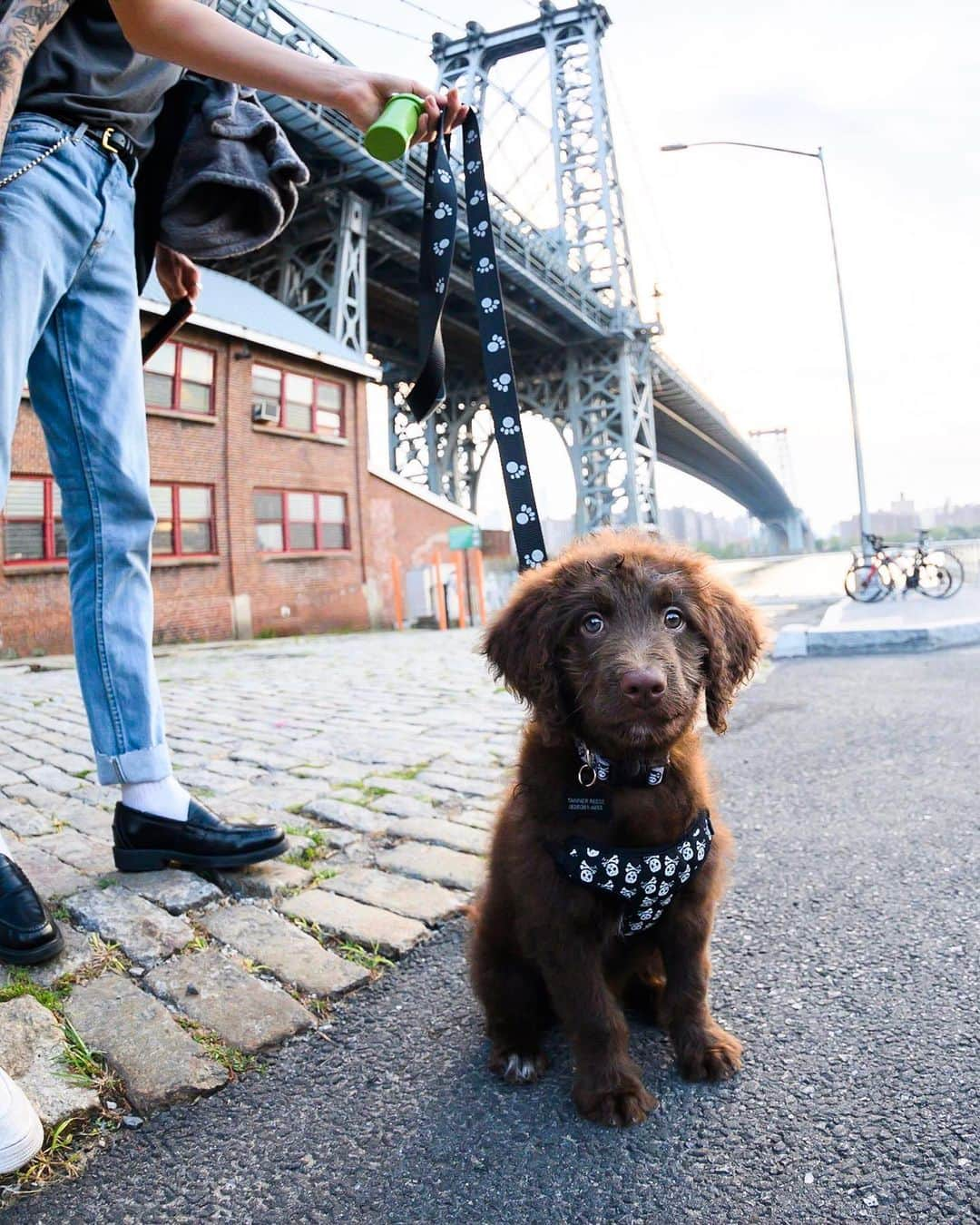 The Dogistさんのインスタグラム写真 - (The DogistInstagram)「Cash, Aussiedoodle (8 w/o), Domino Park, Brooklyn, NY • “He’s very lazy. He doesn’t like to walk. He knows *how* to walk…”」8月18日 1時30分 - thedogist