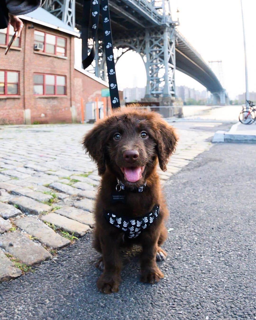 The Dogistさんのインスタグラム写真 - (The DogistInstagram)「Cash, Aussiedoodle (8 w/o), Domino Park, Brooklyn, NY • “He’s very lazy. He doesn’t like to walk. He knows *how* to walk…”」8月18日 1時30分 - thedogist