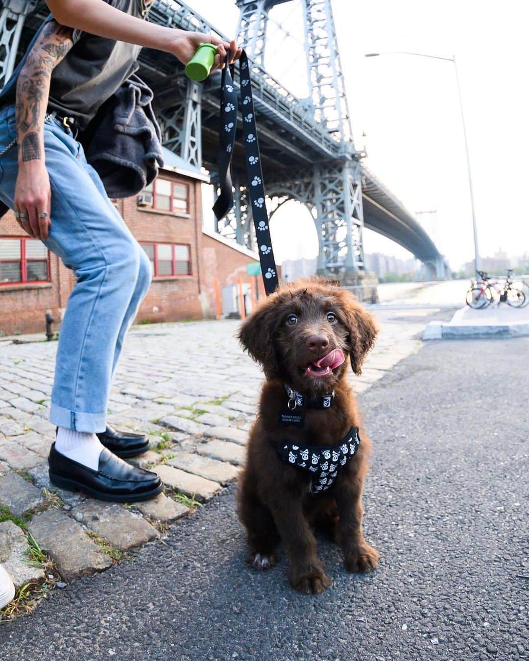 The Dogistさんのインスタグラム写真 - (The DogistInstagram)「Cash, Aussiedoodle (8 w/o), Domino Park, Brooklyn, NY • “He’s very lazy. He doesn’t like to walk. He knows *how* to walk…”」8月18日 1時30分 - thedogist