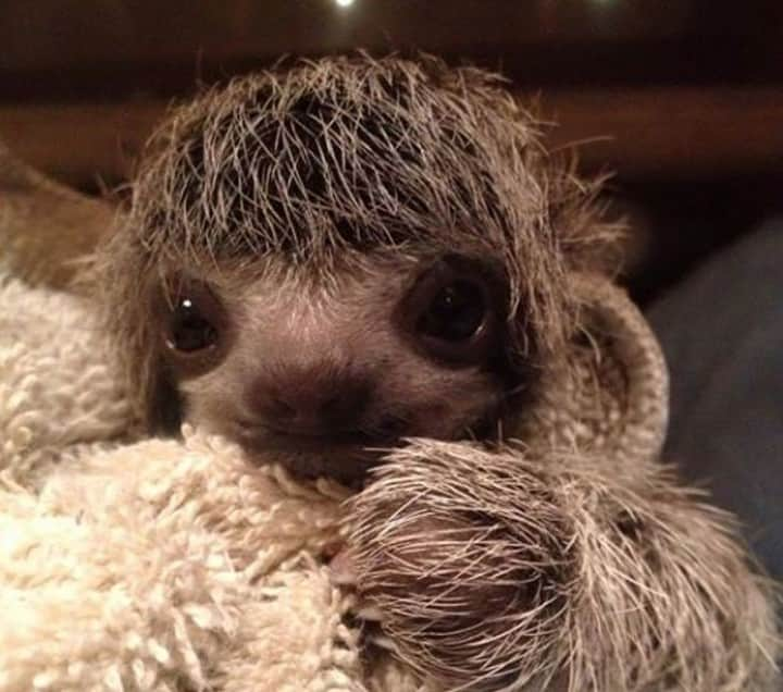 Baby Animalsさんのインスタグラム写真 - (Baby AnimalsInstagram)「Cute little baby sloth!」8月18日 1時32分 - thebabyanimals