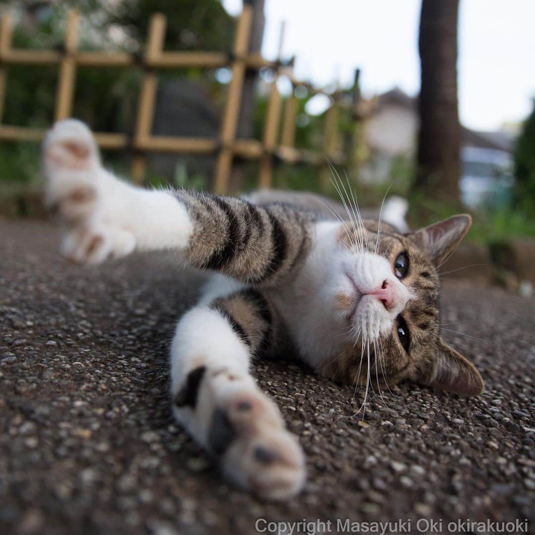 Masayukiさんのインスタグラム写真 - (MasayukiInstagram)「のびー。  おはようございます。 Good morning from Tokyo Japan ⛅️ #cat #ねこ」8月18日 7時02分 - okirakuoki