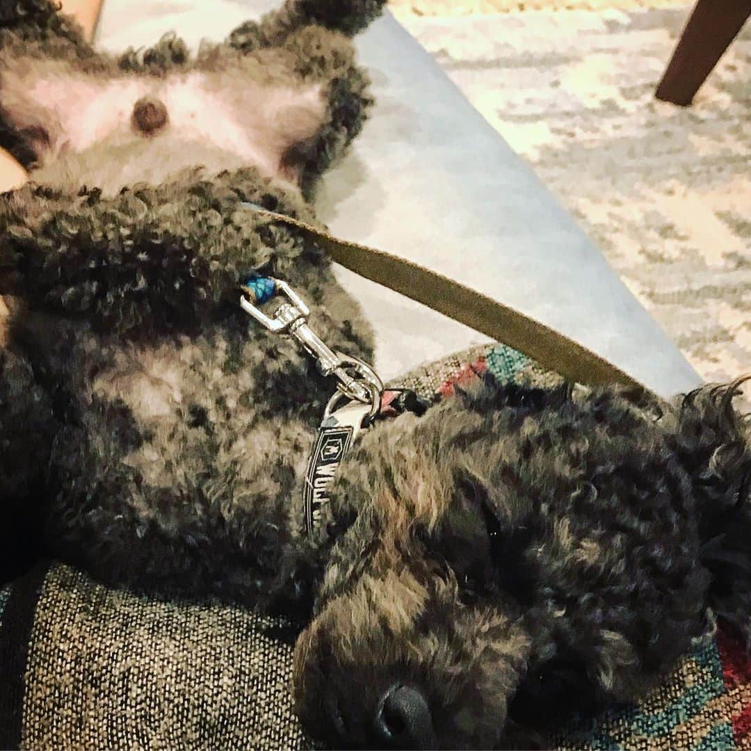 宇野剛史のインスタグラム：「🐕🐕🐕🐕🐕🐕 野生を忘れてヘソ天⚡️ #トイプードル  #toypoodle  #ヘソ天」