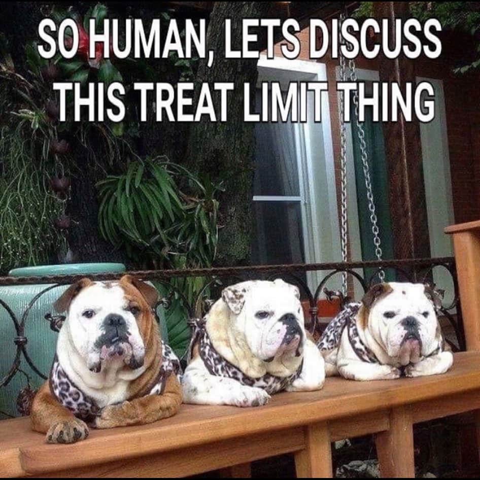 Bodhi & Butters & Bubbahのインスタグラム：「Uh oh, they’ve unionized 🙊 . . . . . #bulldog #union #more #treats #please #food #love #dogsofinstagram」