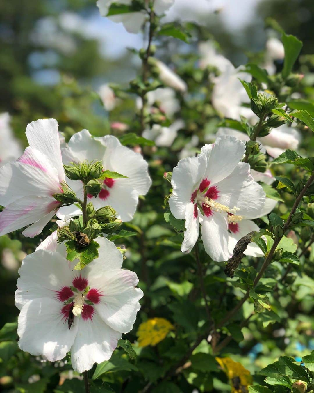 ザックポーゼンさんのインスタグラム写真 - (ザックポーゼンInstagram)「#roseofsharon flowers have a early biblical mention in Song/songs of Solomon and are also the national flower of Korea.」8月18日 2時31分 - zacposen