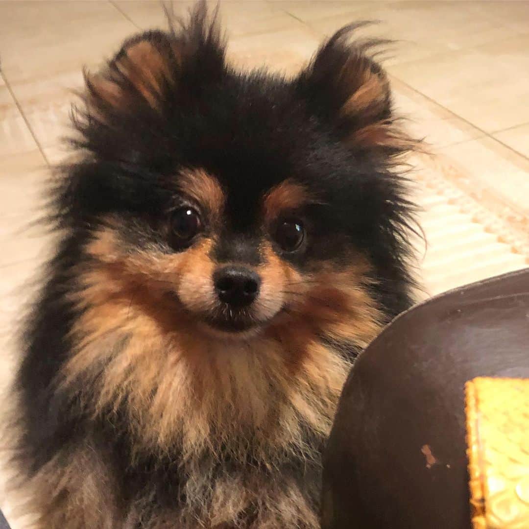 Puppy For Sale.のインスタグラム