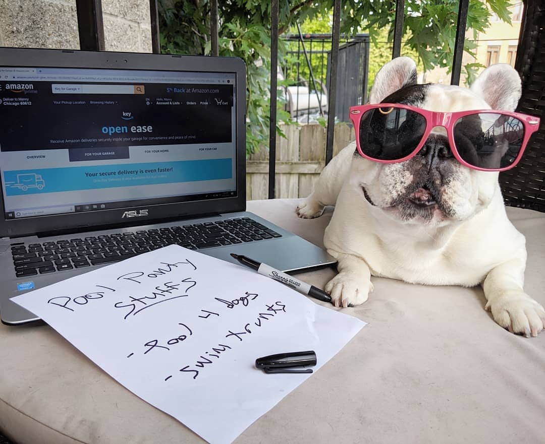 Manny The Frenchieのインスタグラム：「Last few weekends of summer, time to pawty! Just ordered everything I need for my end-of-summer pooch party and to celebrate #NationalDogDay. It’s going to be epic! 😎🐾🐾🥳⛲ #ingaragedelivery」