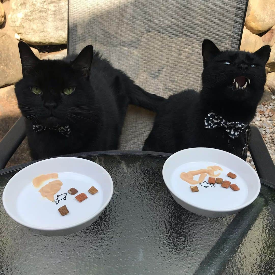 セルジオさんのインスタグラム写真 - (セルジオInstagram)「Kicking off this #blackcatappreciationday with some appetizers al fresco.  Here we are having a tasting of tuna spread paired with crusted seafood medley bites. #bonappetite 🐟 . . HAPPY BLACK CAT APPRECIATION DAY TO ALL OUR FELLOW PANTHER FRIENDS 🖤🐾 . . #blackcats #blackcatsofinstagram #blackcatsrule #catsofinsta #catsofig #catslife #cattreats #igcats #igkitty #hungrycats #hungrykitty #furfamily #boop #vampirecat #teef #catsofinstagram #rescuecats #catfamily #catvideo #spoiledcats #happycatclub #happycats #myfurbabies #catmom #catsinbowties #happycaturday #asmreating #catswiththeirtonguesout」8月18日 4時29分 - monkandbean