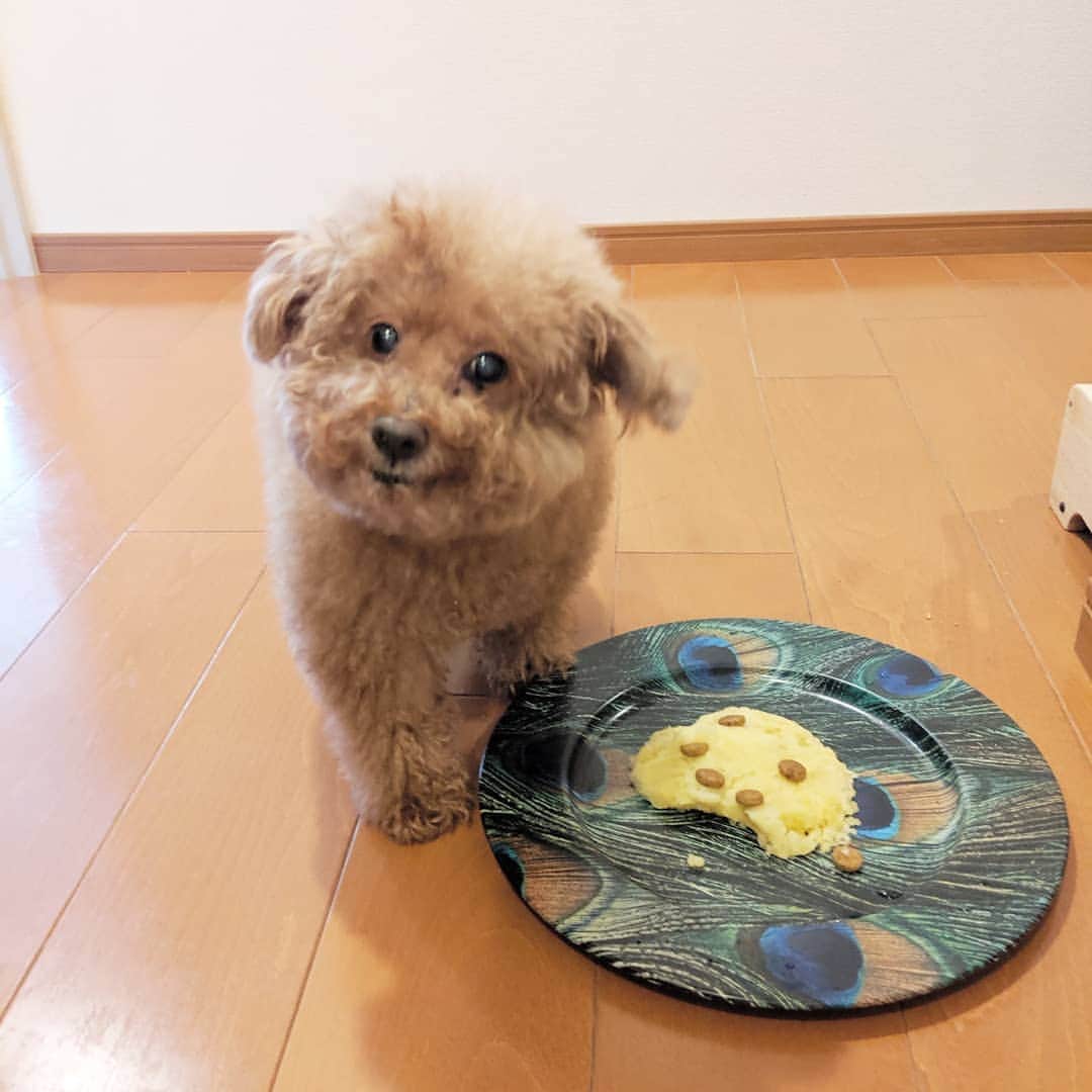 真山景子のインスタグラム：「風子、HAPPYBIRTHDAY❤もう年齢数えたくないけど笑 いつも一緒にいてくれてありがとう❤ 長生きしてくれてありがとう❤ ジャガイモケーキを息子と作りました！ 大喜びwww唯一アレルギーが一番ないと確信してるジャガイモのケーキ🍰始終しっぽがぷりぷりしてたw笑」