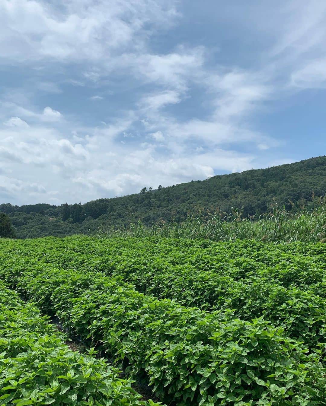 青山有紀さんのインスタグラム写真 - (青山有紀Instagram)「徳島の藍の畑の見学に来ました🌱 藍染で知られる藍は実は昔から食べられてきた薬効の高い薬草なんですよ。無農薬なので新芽をパクパク食べてたら止まらなくなりました😂 ほんと美しい畑🌱✨ #藍のある暮らし #青山有紀」8月18日 14時53分 - yukiaoya