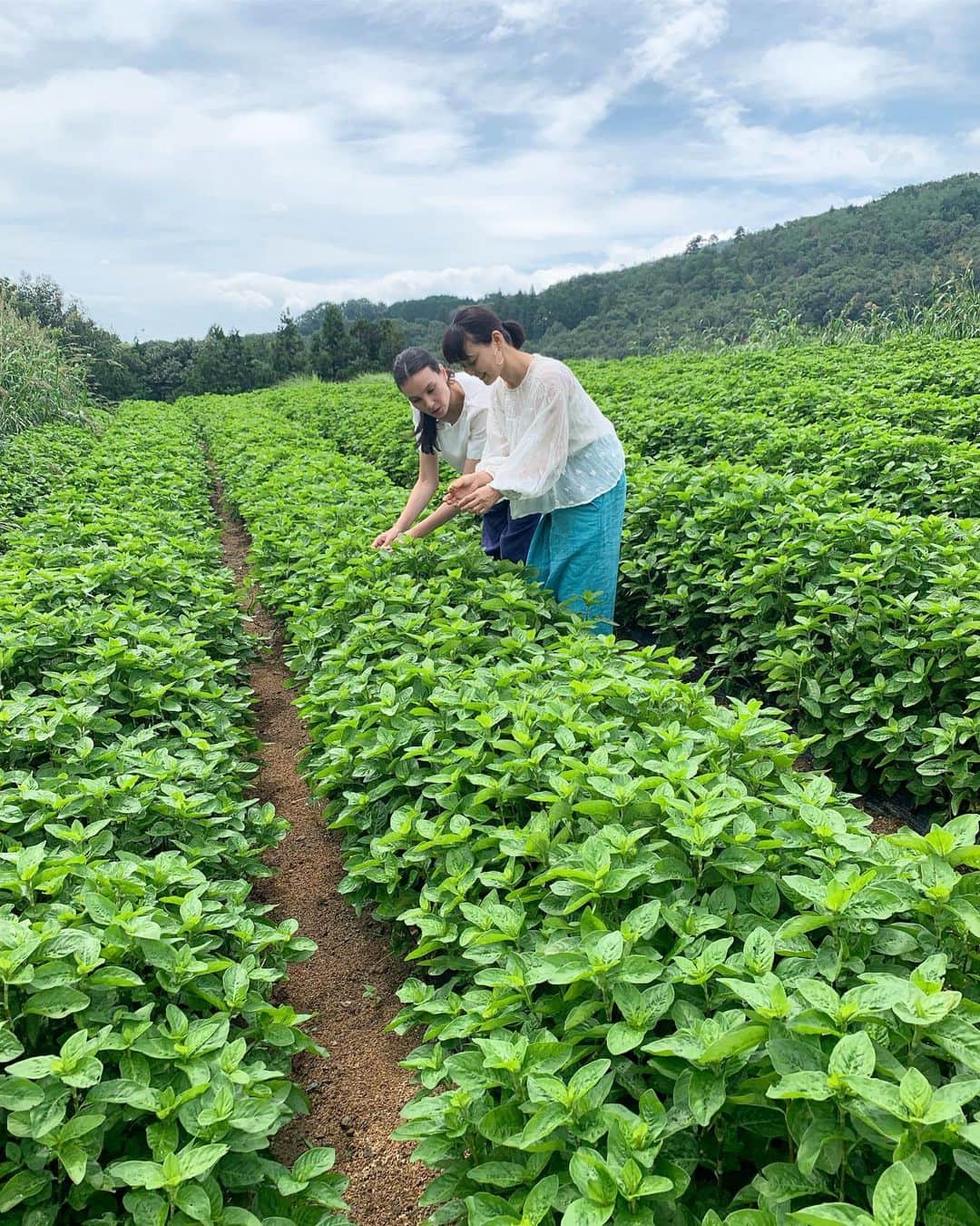 のインスタグラム：「徳島の藍の畑の見学に来ました🌱 藍染で知られる藍は実は昔から食べられてきた薬効の高い薬草なんですよ。無農薬なので新芽をパクパク食べてたら止まらなくなりました😂 ほんと美しい畑🌱✨ #藍のある暮らし #青山有紀」