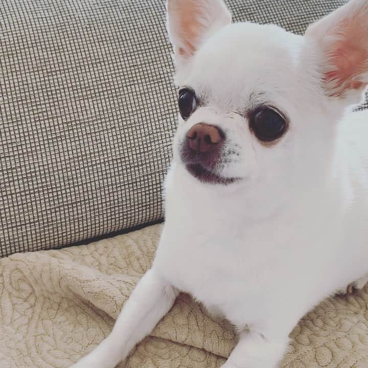 KORIKIのインスタグラム：「#お手 #dogofsapporo #dog, #dogs, #dogstagram,#chihuahua,#犬バカ部,#チワワ,#koriki, #hanadog #白スムチ連合会, #スムチー,  #dogofthedayjp, #dogoftheday  #ilovemydog #instadog #instapet #WhiteChihuahua  #吉娃娃 #치와와  #dogsofinstagram #Chihuahualover  #チワワの輪 #barkbox #WhiteChihuahuaParty #もふもふモフモフ」