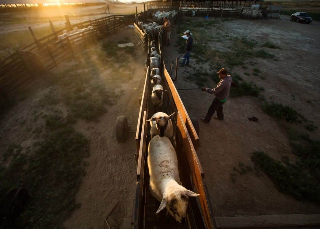 National Geographic Travelさんのインスタグラム写真 - (National Geographic TravelInstagram)「Photo by @Sofia_Jaramillo5 | Sheep are loaded onto a truck at a lambing camp in Mabton, Washington. After spending the winter in barns, sheep are trucked out to various public and private land allotments to feed. Each year between 2,000 and 3,000 H-2A migrant shepherds work in Washington, Colorado, Wyoming, Montana, Arizona, Utah, Idaho, Nevada, California and Oregon. Most of the shepherds are from Peru or other South American countries. #sheep #wool #pnwsheepherders #sunrise」8月18日 15時56分 - natgeotravel