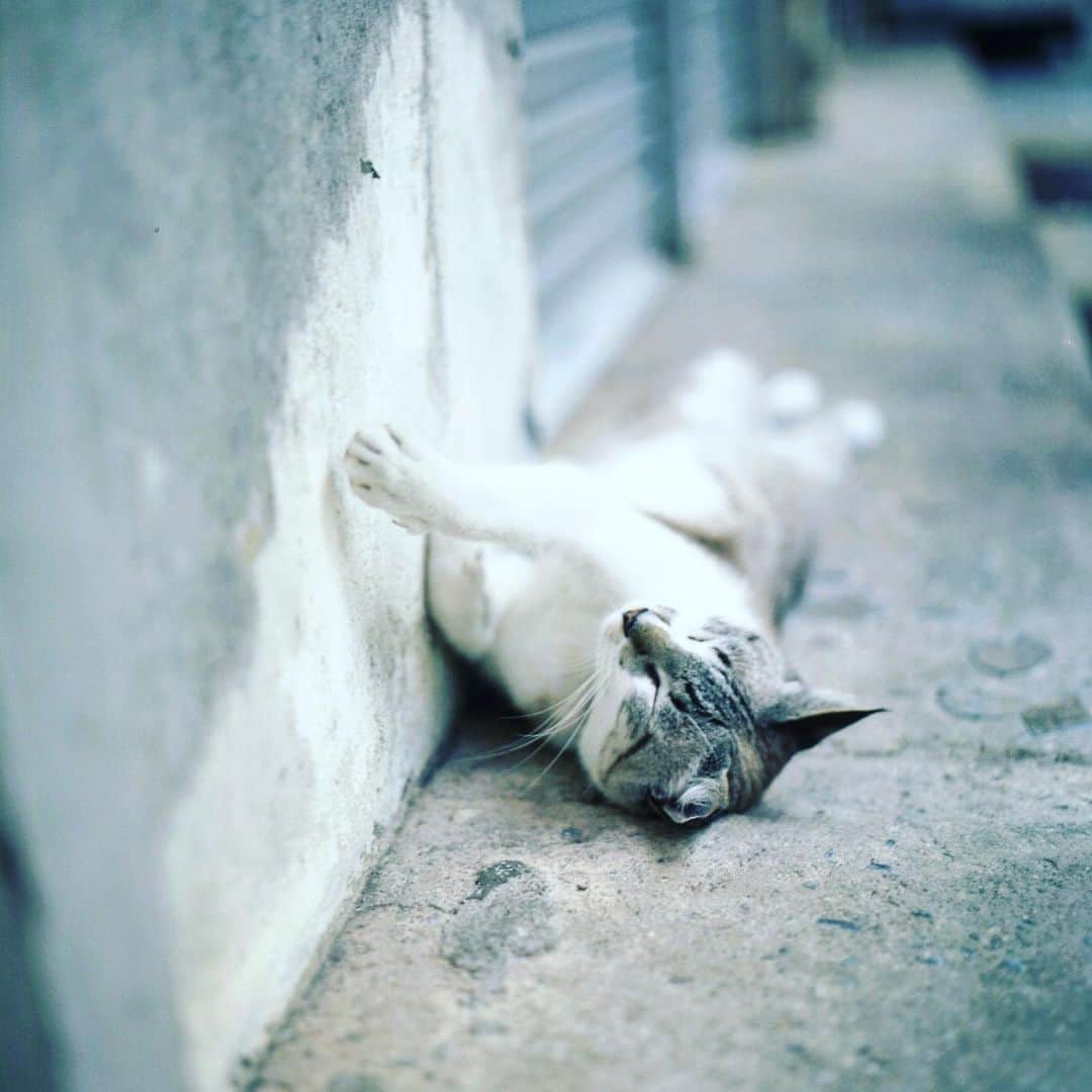 ゆうゆのインスタグラム：「2019.08.18﻿ ﻿ ﻿ gᵒᵒᒄ  ᔿᵒʳᐢⁱᐢg *⿻｡* . ﻿ ﻿ ﻿ はぁー、やっと﻿ 5連勤が今日で終わる。﻿ 眠かったーー﻿ 明日は爆睡しよう（笑）﻿ ﻿ ﻿ 昨日の夜﻿ 冷蔵庫にあるはずの枝豆がないっ？﻿ と思ったら﻿ 昨日はゴミの日﻿ 間違って捨ててたっ﻿ ちょーショック( °̥̥̥̥̥̥̥̥ - °̥̥̥̥̥̥̥̥ ) ﻿ ﻿ #どーでもいい話﻿ ﻿ ﻿ __________________________________________________**✧̣͙ͥ*﻿ ______________﻿ ﻿ ﻿ #rolleiflex28f﻿ #ローライ会﻿ #那覇街歩き﻿ #沖縄カフェ﻿ #沖縄案内2﻿」