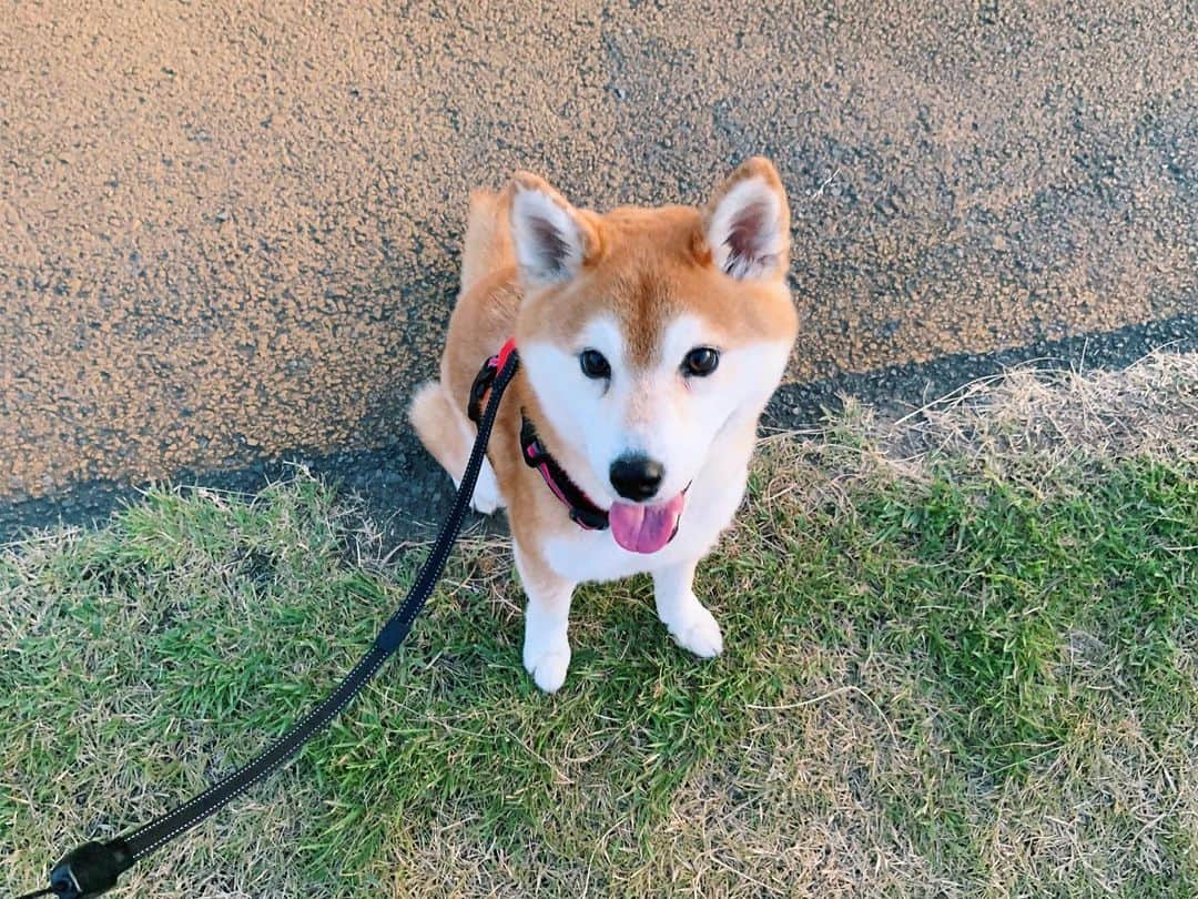 長澤佑香さんのインスタグラム写真 - (長澤佑香Instagram)「﻿ 夏の日課であるテンさんの朝散歩🐕🚶‍♀️☀️﻿ ﻿ 5:30に起きてうだうだして6:00頃出発して﻿ 30分～1時間行きます。眠いけど気持ち良い﻿ いろんなワンコとすれ違うのが楽しい☺️☺️﻿ 今日は柴ちゃんいなかったね﻿ ﻿ 帰ってシャワー浴びて2度寝するのが最高😴﻿ 今日の稽古を頑張るために、おやすみなさい﻿ ﻿ #朝散歩 #お散歩 #ペット #柴犬 #きゃわわ﻿ #テンさんが一番盛れる角度 #小さく見える﻿ #nybonborn #ニューヨークボンボーン」8月18日 7時22分 - ykngsw