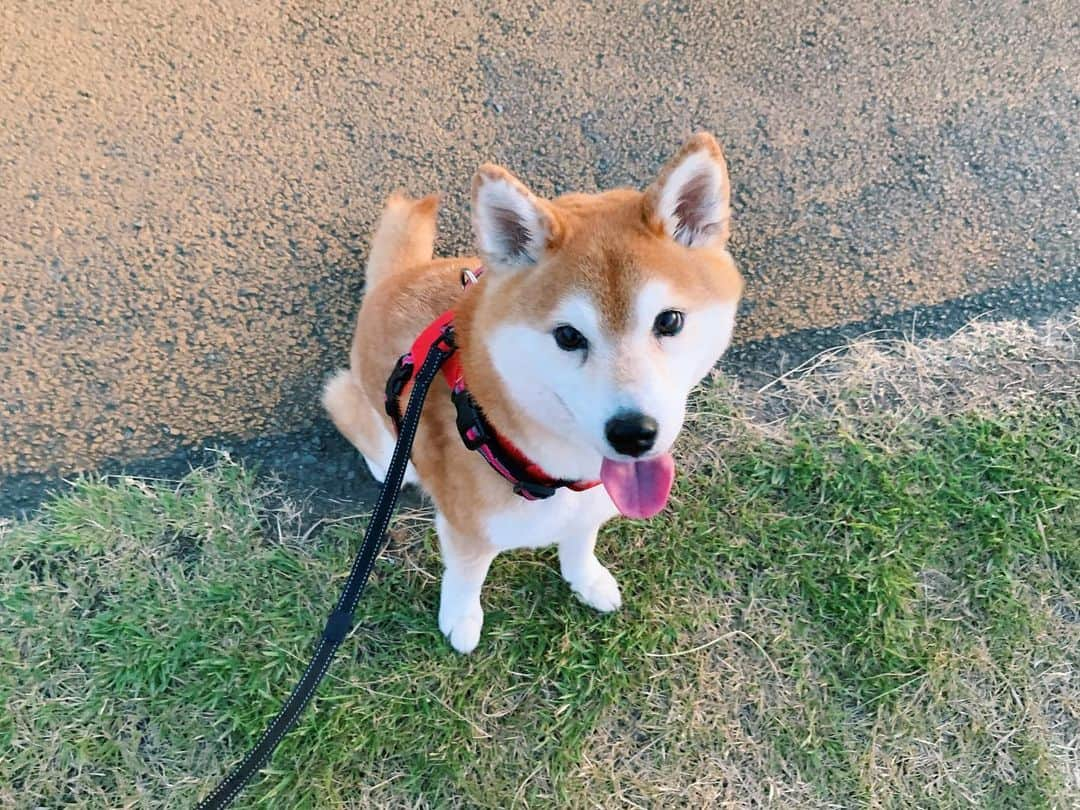 長澤佑香さんのインスタグラム写真 - (長澤佑香Instagram)「﻿ 夏の日課であるテンさんの朝散歩🐕🚶‍♀️☀️﻿ ﻿ 5:30に起きてうだうだして6:00頃出発して﻿ 30分～1時間行きます。眠いけど気持ち良い﻿ いろんなワンコとすれ違うのが楽しい☺️☺️﻿ 今日は柴ちゃんいなかったね﻿ ﻿ 帰ってシャワー浴びて2度寝するのが最高😴﻿ 今日の稽古を頑張るために、おやすみなさい﻿ ﻿ #朝散歩 #お散歩 #ペット #柴犬 #きゃわわ﻿ #テンさんが一番盛れる角度 #小さく見える﻿ #nybonborn #ニューヨークボンボーン」8月18日 7時22分 - ykngsw