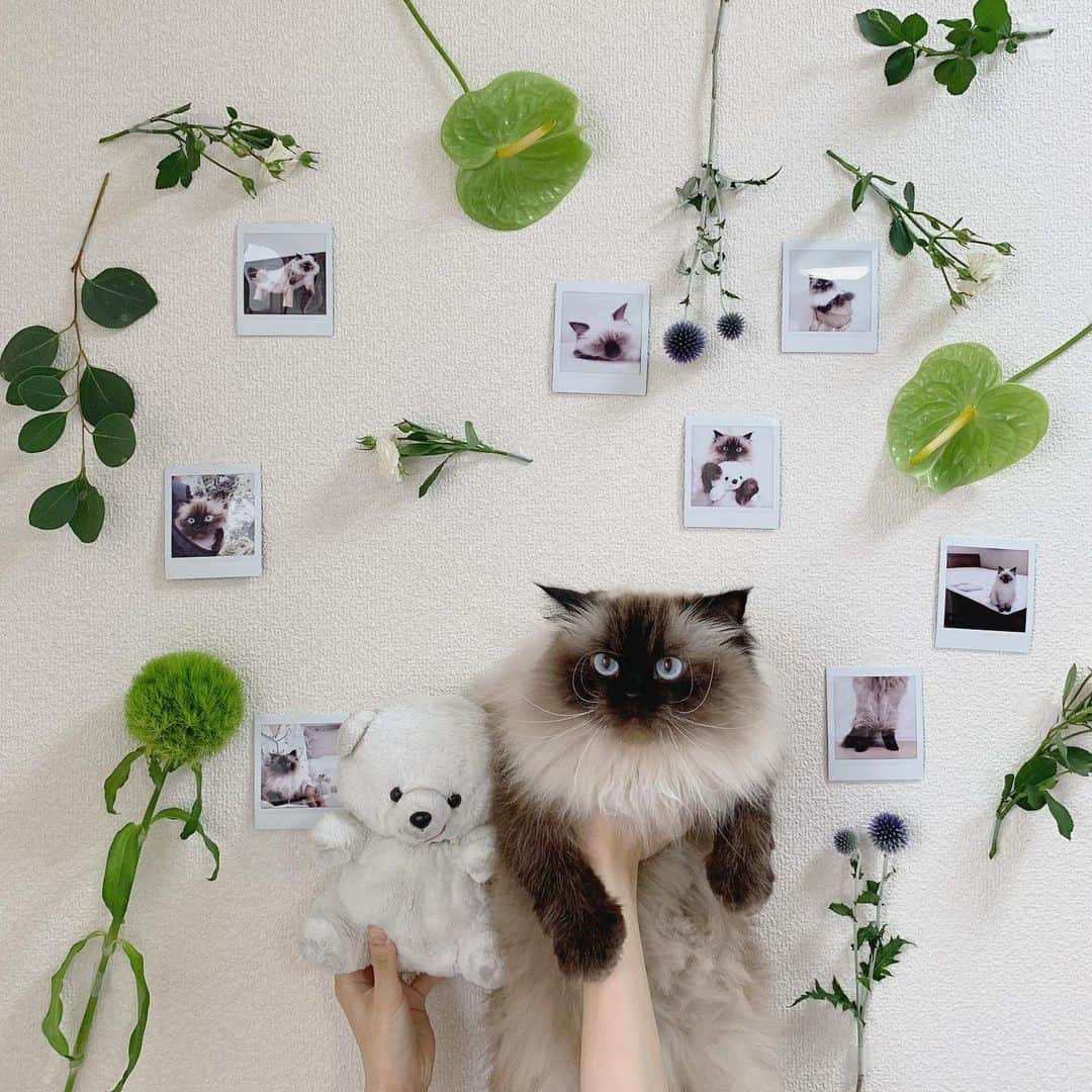 plumeさんのインスタグラム写真 - (plumeInstagram)「🍃🎞🥀🌿🍃 . 懐かしのチェキ📸Baby Plume👶🏼も今のPlumeも全部可愛い💓大好き😘 . . . . .  #プリュムのいる生活 #猫のいる暮らし  #ヒマラヤン  #赤ちゃんと猫  #ふわもこ部  #ヒマラニャンズ  #猫  #ねこ  #ペコねこ部  #チェキ #花 #flowercat #babycat #kittens #wallart #beautifulcat  #fluffycat  #🐻 #🐈 #고양이  #kucing  #ilovecats  #himalayancat  #catsofinstagram #catloversclub  #bestmeow10k @bestmeow  #bestcats_oftheworld  #weeklyfluff  #bestanimal #cutepetclub」8月18日 7時42分 - plumestagram