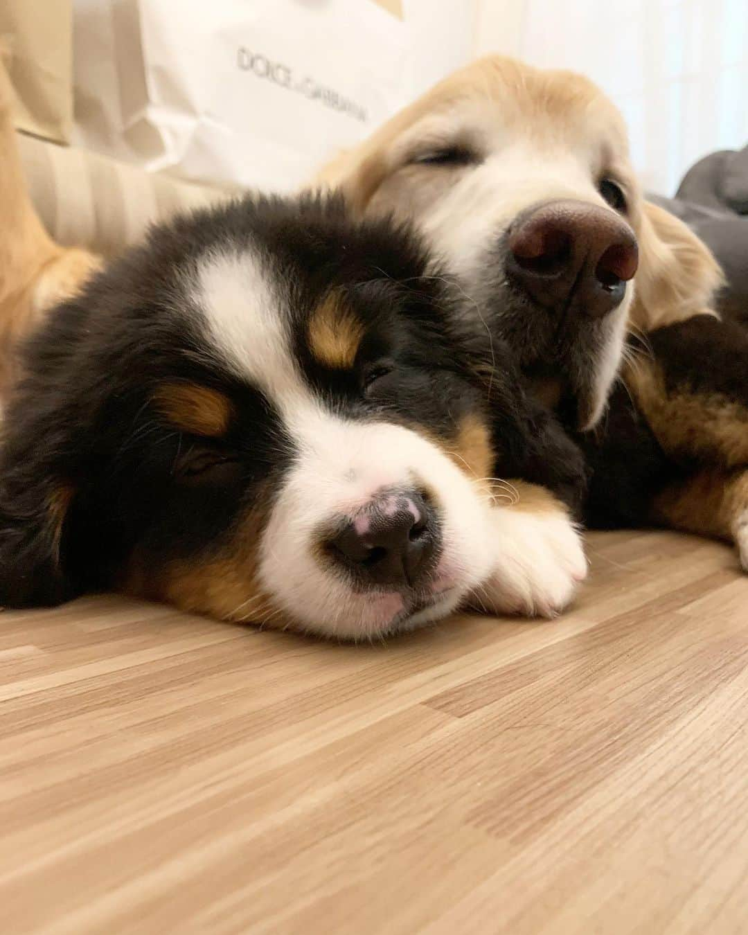 Bobさんのインスタグラム写真 - (BobInstagram)「Micaella a nova irmãzinha da @antonella_valentina_dogs 😍 #bernese #bernesemountaindog #bernesepuppy #puppies #puppiesofinstagram #puppylove #dogs #dogsofinstagram #pets #petstagram #instagram #instagrammers」8月18日 7時58分 - bob_marley_goldenretriever