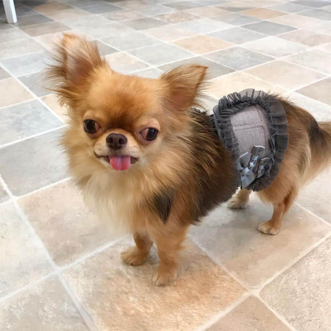 kayoのインスタグラム：「* * ボーーーッ😧😧😧 * * kulio💗 * * #chihuahua#chihuahualove#dogstgram#dog#instadog#チワワ#チワワ大好き * *」