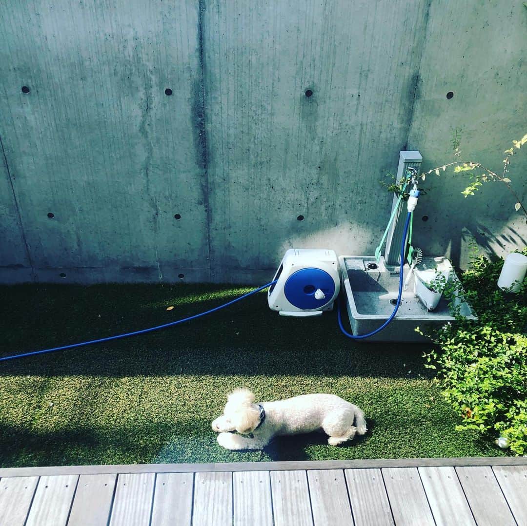 金村義明さんのインスタグラム写真 - (金村義明Instagram)「#暑いのに#葉っぱ食べて#吐いて#体調悪いアロン#トイプードルの姿をした孫」8月18日 8時25分 - yoshiaki_kanemura