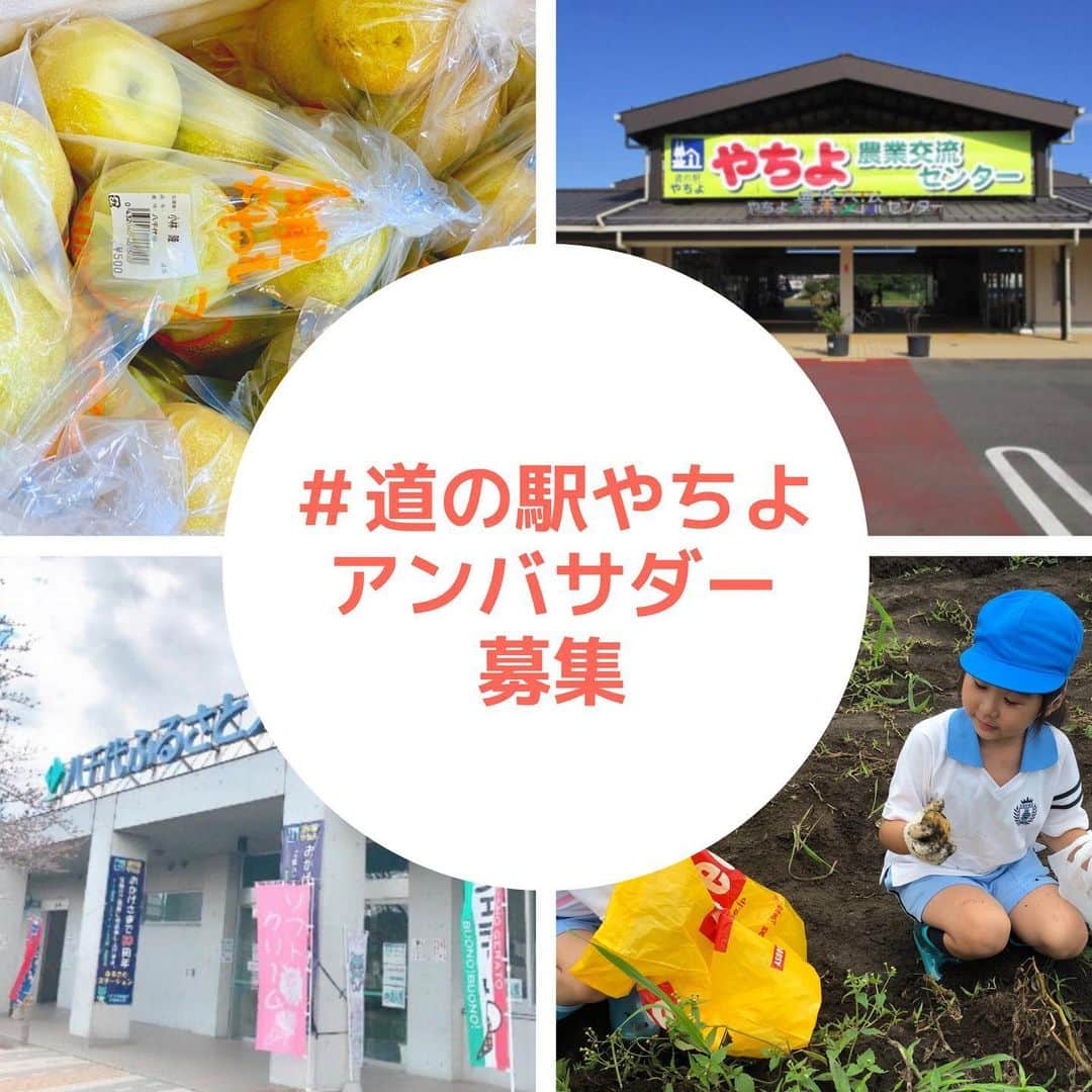 のインスタグラム：「道の駅やちよ 公式アンバサダー募集﻿ ﻿ いいね！&フォローで道の駅やちよの公式アンバサダーになろう！﻿ ﻿ 「道の駅やちよ」公式アカウントでは当施設の魅力を一緒に発信して頂ける公式アンバサダーさんを大募集！﻿ ﻿ 下記の条件に１つでも当てはまる方はぜひご応募下さい﻿ ﻿ ◻︎Instagramを楽しんでいる方﻿ ◻︎写真撮影を楽しんでいる方﻿ ﻿ 〈道の駅やちよ公式アンバサダーとしての活動内容〉﻿ ﻿ アンバサダー就任期間中に「道の駅やちよ」へご来館頂き、道の駅やちよの様子を#道の駅やちよ をつけて最低2回以上、Instagramで紹介下さい。﻿ ※報酬は発生しません﻿ ﻿ 〈アンバサダー就任期間〉﻿ 結果発表後〜2019年11月30日﻿ ﻿ 〈応募方法〉﻿ こちらをフォロー﻿ こちらの投稿にいいねをして下さい﻿ ﻿ 〈商品プレゼント〉﻿ ■貝殻亭ヴィネグレットで食卓を豊かに﻿ 流通するほとんどのドレッシングを作ることが可能な、魔法のような貝殻亭オリジナルの万能ドレッシング﻿ ﻿ 〈商品当選者数〉﻿ 50名※当選発表はInstagram上のDM連絡に返させて頂きます。﻿ ﻿ 〈商品の受取について〉﻿ みちの駅やちよにてお渡しいたします。詳細は当選した方へInstagram上のDMにてお伝え致します。﻿ ﻿ 〈アンバサダー就任のお知らせ〉﻿ 就任された際はInstagram上のDMにてお伝え致します。﻿ ﻿ 〈注意事項〉﻿ ご応募を持って本募集要項に同意したものと致します。﻿ 本キャンペーンの参加によって生じるインターネット接続料や通信料などはご本人様のご負担となります。 ﻿  #やちよ農業交流センター﻿ #落花生収穫体験﻿ #道の駅﻿ #道の駅八千代﻿ #道の駅やちよ﻿ #八千代市﻿ #農業交流センター﻿ #ふるさとステーション﻿ #農業﻿ #直売所﻿ #野菜﻿ #アイス﻿ #花﻿ #レストラン﻿ #千葉﻿ #八千代﻿ #佐倉﻿ #印西﻿ #船橋﻿ #習志野﻿ #新川﻿ #ロードバイク﻿ #サイクリングロード﻿ #料理教室﻿ #農家﻿ #道の駅好きな人と繋がりたい﻿ #アンバサダー募集」
