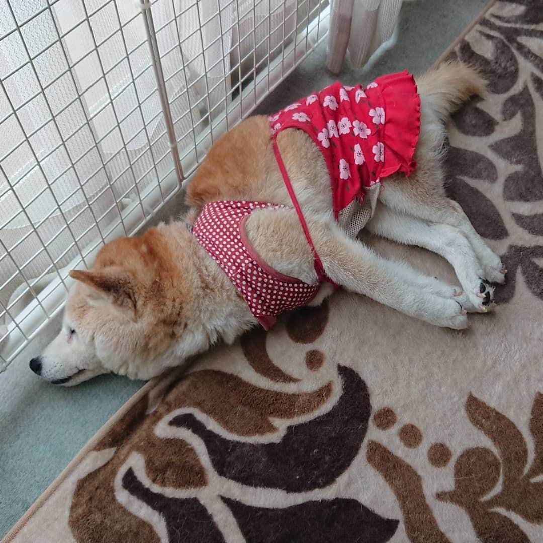 柴子さんのインスタグラム写真 - (柴子Instagram)「おはようございます。 柴子(仮名)さん、寝ながら走ってたっぽい体勢。やっぱり走りたいよね〜。 #柴犬　#shibainu #shibastagram」8月18日 9時09分 - senogawadogs