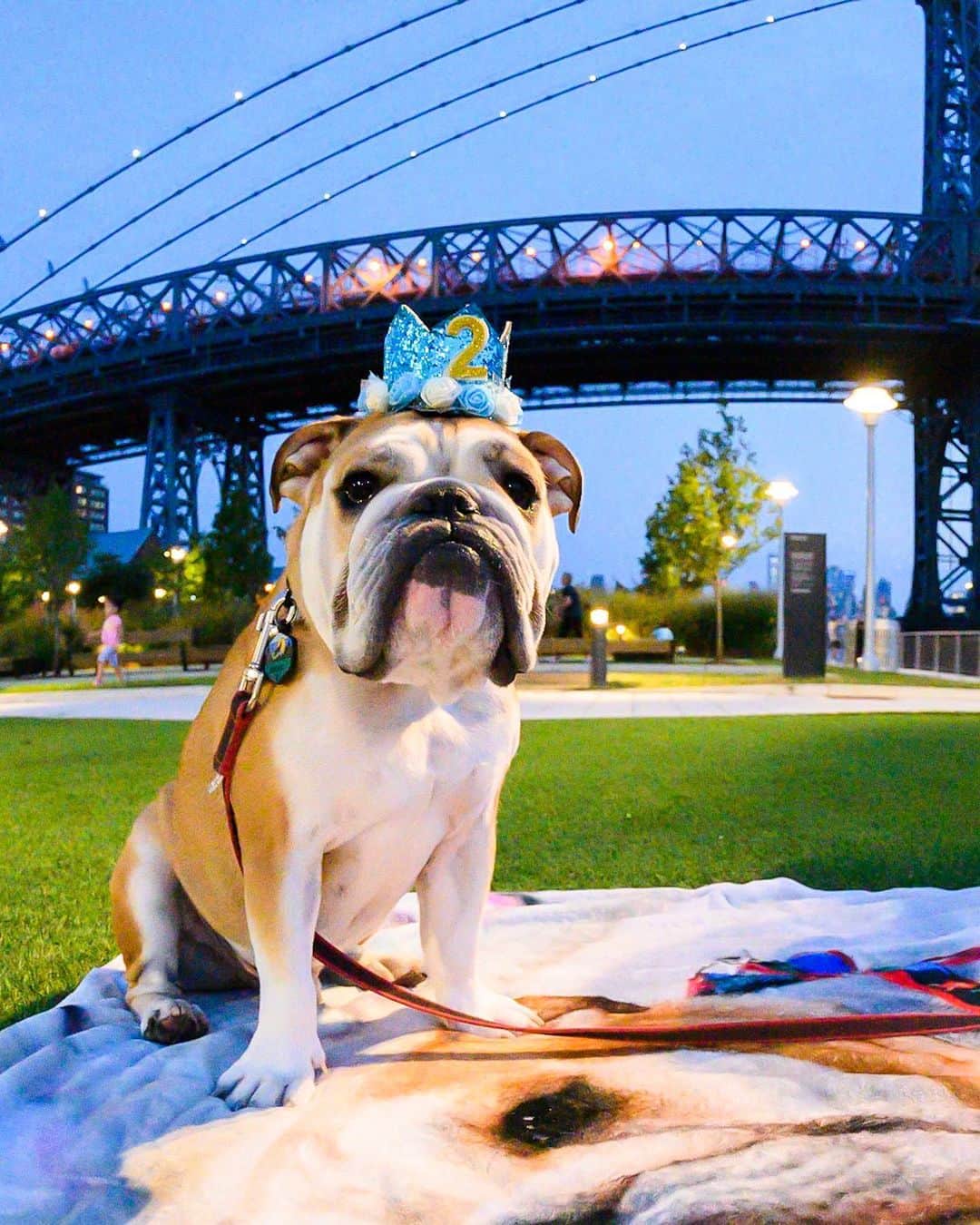 The Dogistさんのインスタグラム写真 - (The DogistInstagram)「Hendrix, English Bulldog (2 y/o), Domino Park, Brooklyn, NY • “He just turned two. He has many fears – loud noises, bags that tip over, broken hearts.” @the_bully_hendrix_experience」8月18日 9時11分 - thedogist