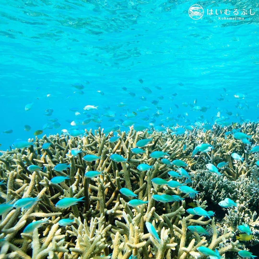 HAIMURUBUSHI はいむるぶしさんのインスタグラム写真 - (HAIMURUBUSHI はいむるぶしInstagram)「青く煌めくサンゴ礁の海に飛び込んで、海中の世界に入ると美しい熱帯魚が泳ぐ南海の楽園を目にすることができます。 #沖縄 #八重山諸島 #小浜島 #サンゴ #海 #熱帯魚 #シュノーケル #リゾート #はいむるぶし #japan #okinawa #yaeyamaislands #kohamaisland #coral #bluesea #tropicalfish #snorkeling #beacheesort #haimurubushi」8月18日 9時21分 - haimurubushi_resorts