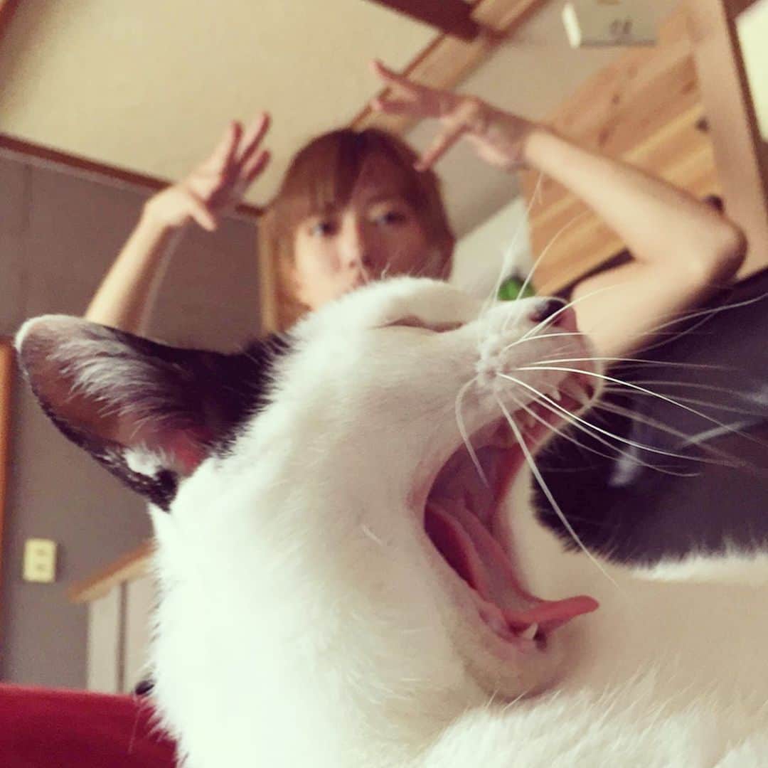 甲斐麻美さんのインスタグラム写真 - (甲斐麻美Instagram)「ふわぁ〜  で、  おかあさんさ、  あのちっこい子  なに？  #ねことわたし #保護猫 #先輩 #君もちっこかったのよ #猫との暮らし #catstagram #里親になろう #ペットショップに行く前に #🌼」8月18日 9時24分 - kaico_asami