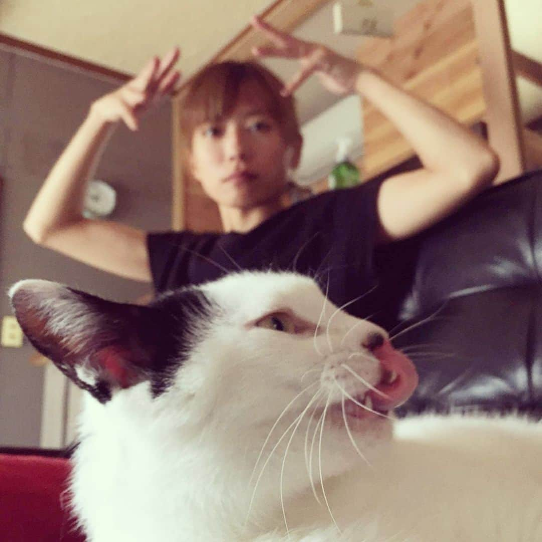 甲斐麻美さんのインスタグラム写真 - (甲斐麻美Instagram)「ふわぁ〜  で、  おかあさんさ、  あのちっこい子  なに？  #ねことわたし #保護猫 #先輩 #君もちっこかったのよ #猫との暮らし #catstagram #里親になろう #ペットショップに行く前に #🌼」8月18日 9時24分 - kaico_asami